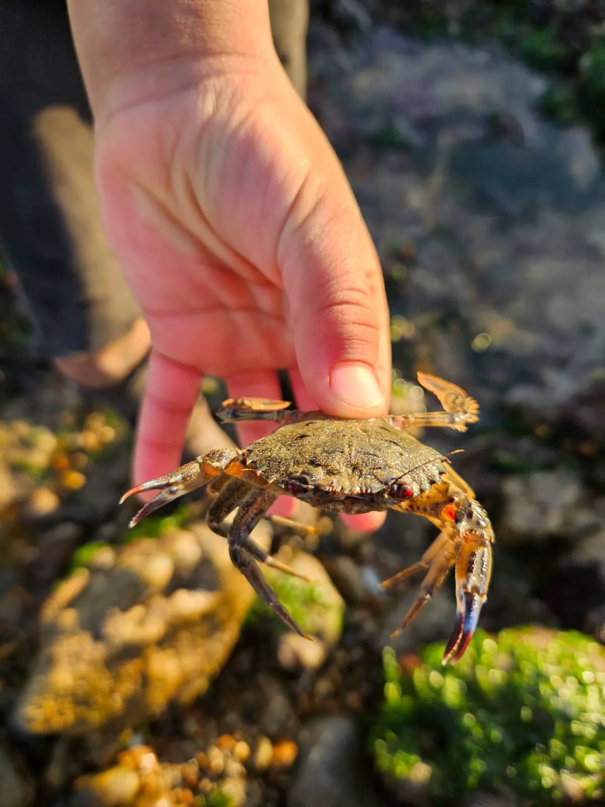 A hand holding a crab at the water's edge
