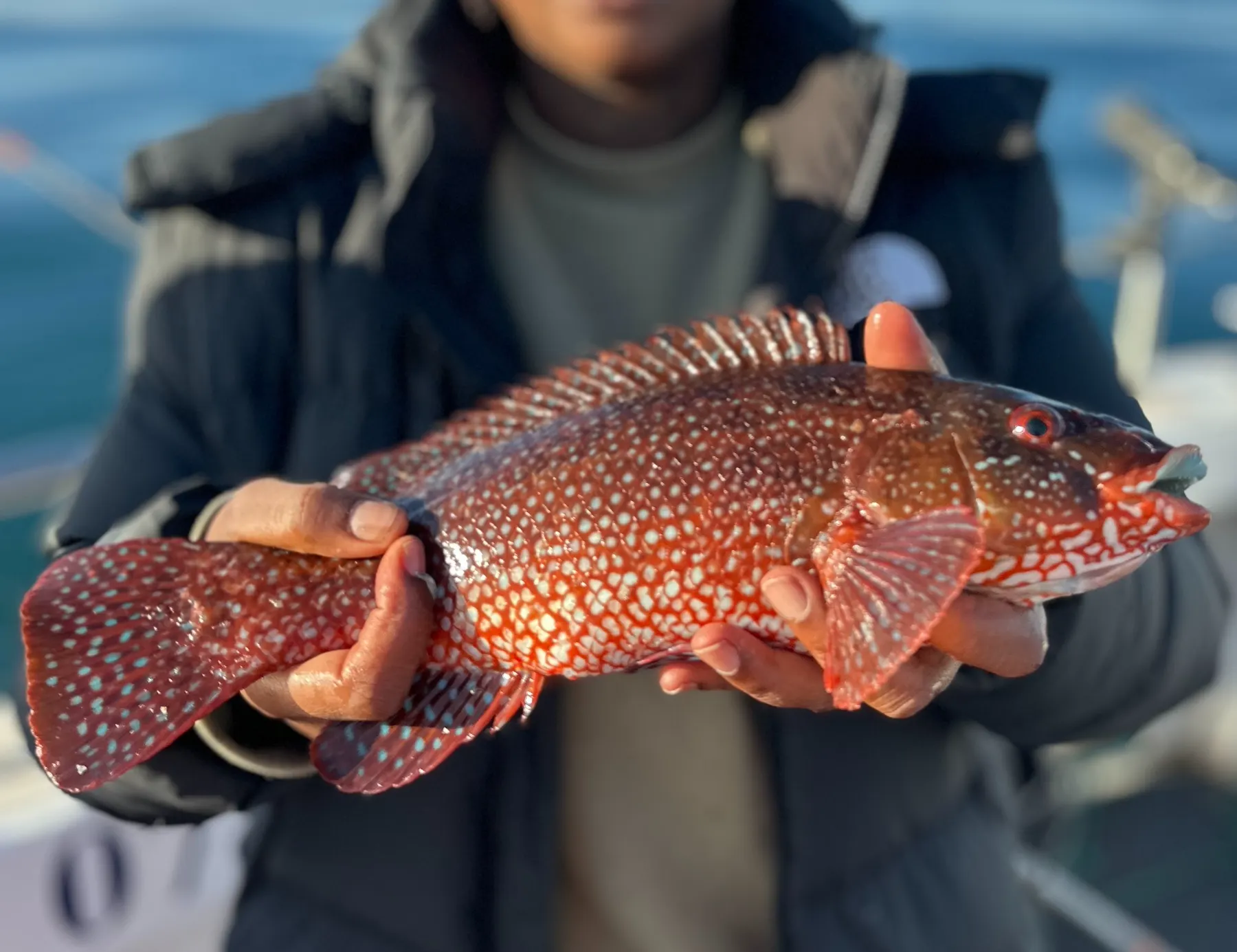 A spotted fish held in two hands